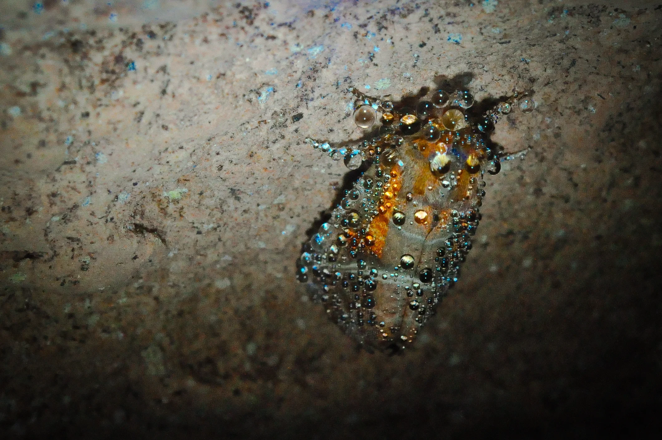 Dead moth - Coyote Cave, South Dakota