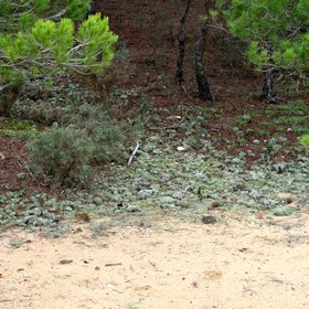 Lichen settlers at the edge of the forest