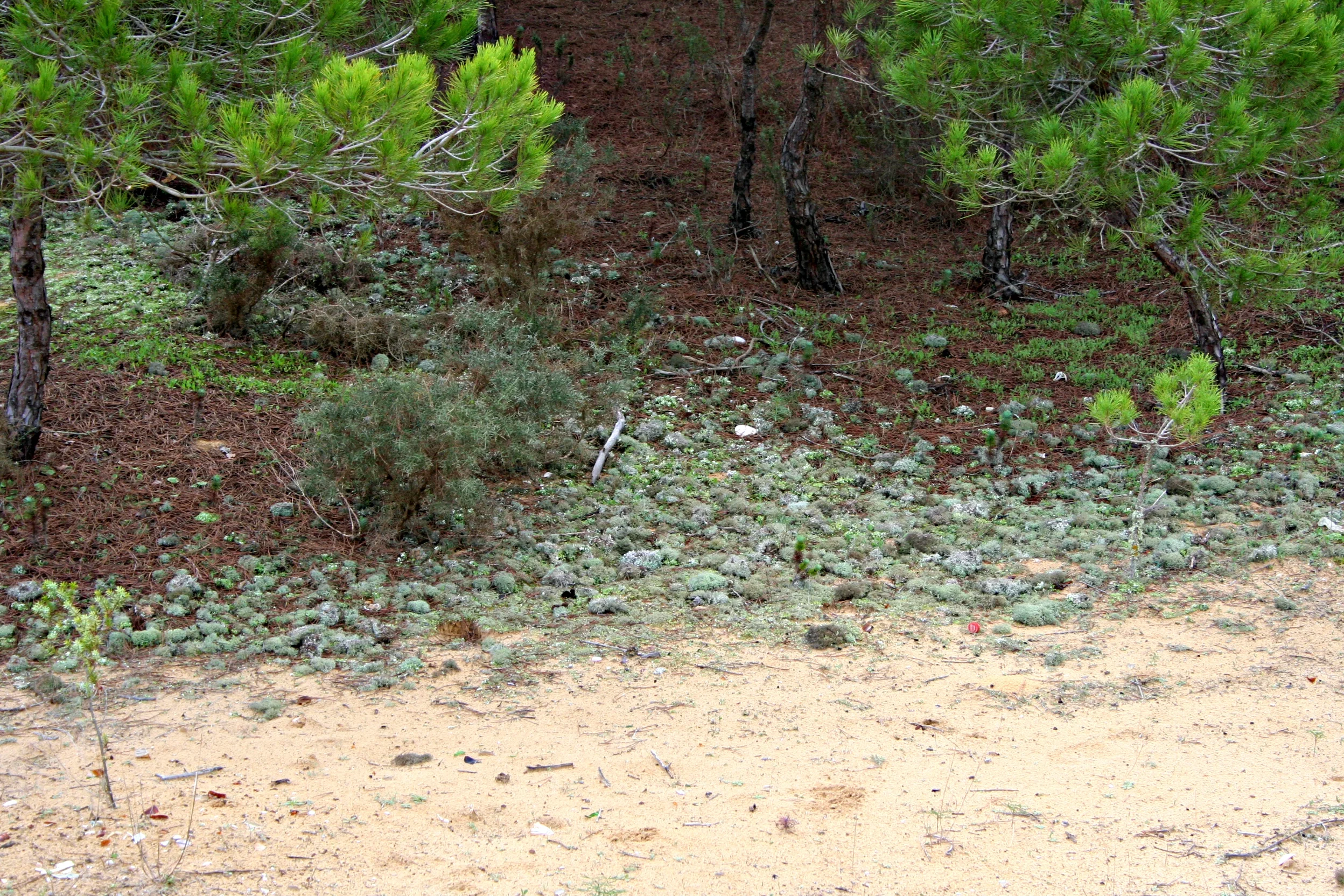 Lichen settlers at the edge of the forest