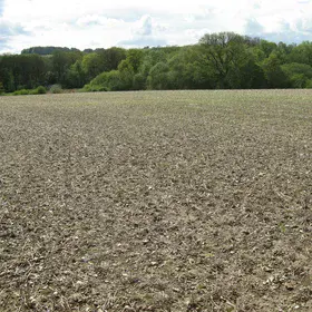 Earthworm middens in a no-till agricultural system