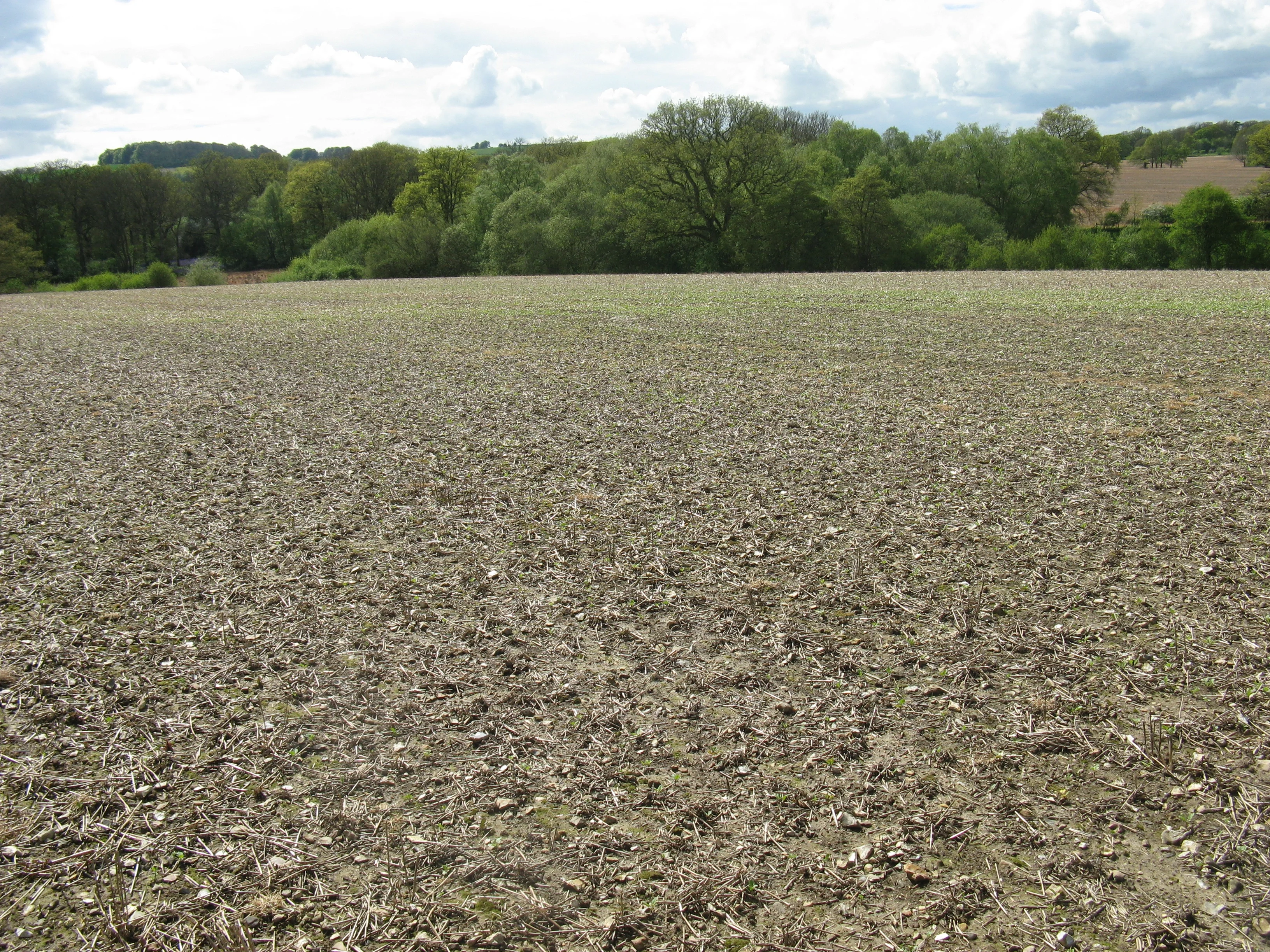 Earthworm middens in a no-till agricultural system