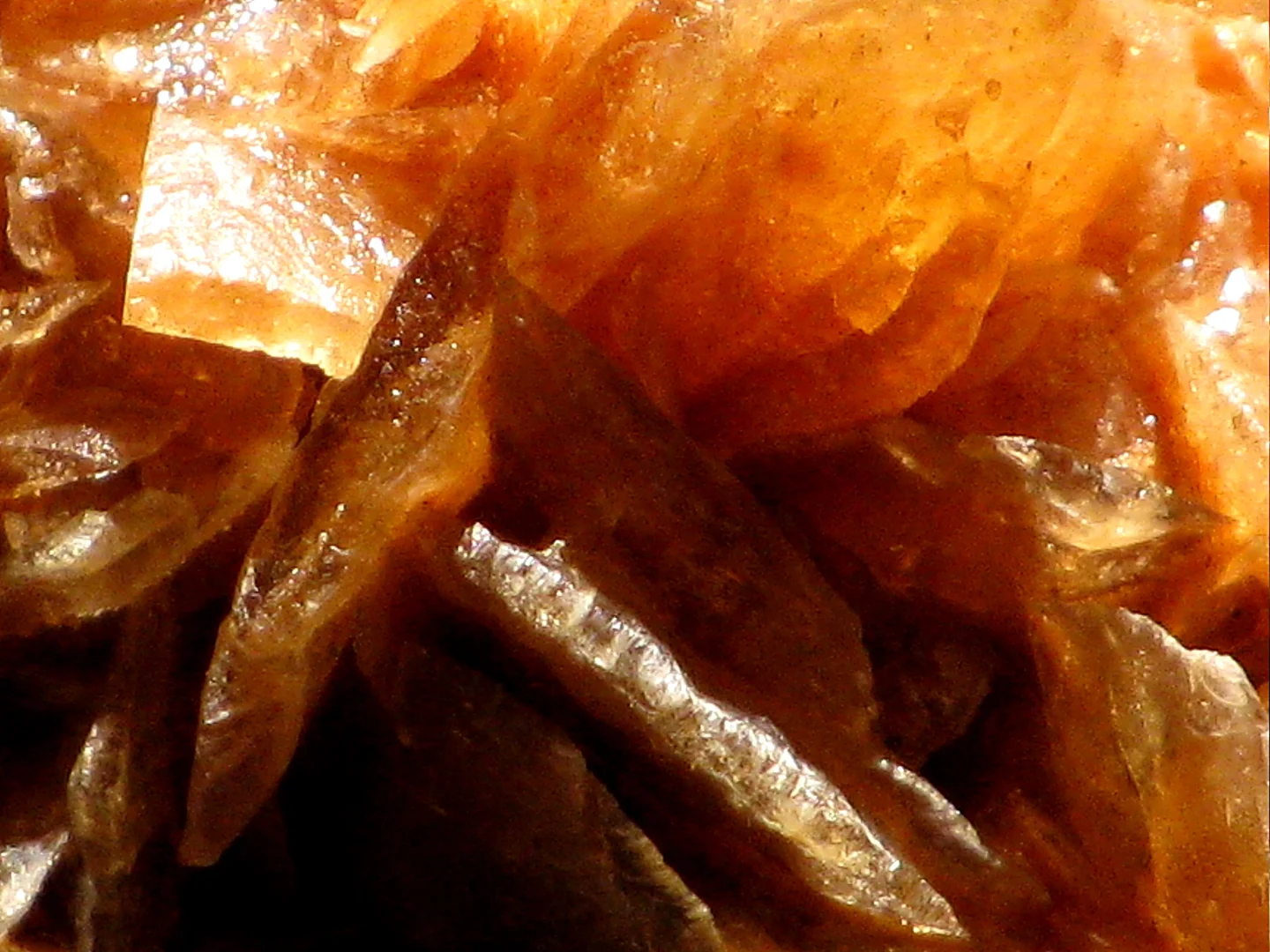 Close-up of a desert rose