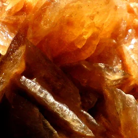 Close-up of a desert rose