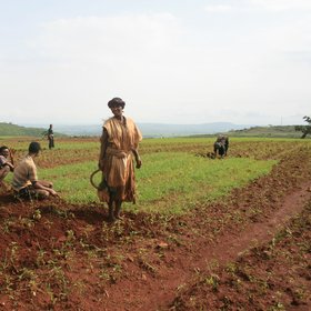 Bed planting in northern Ethiopia