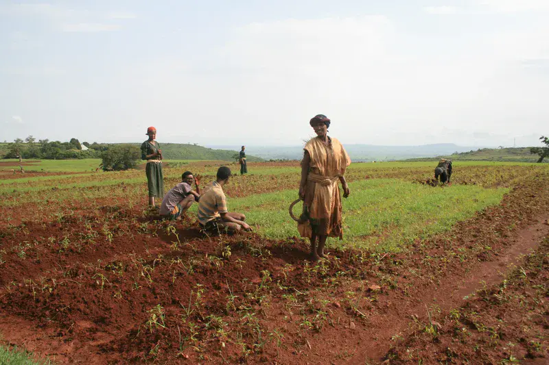 Bed planting in northern Ethiopia