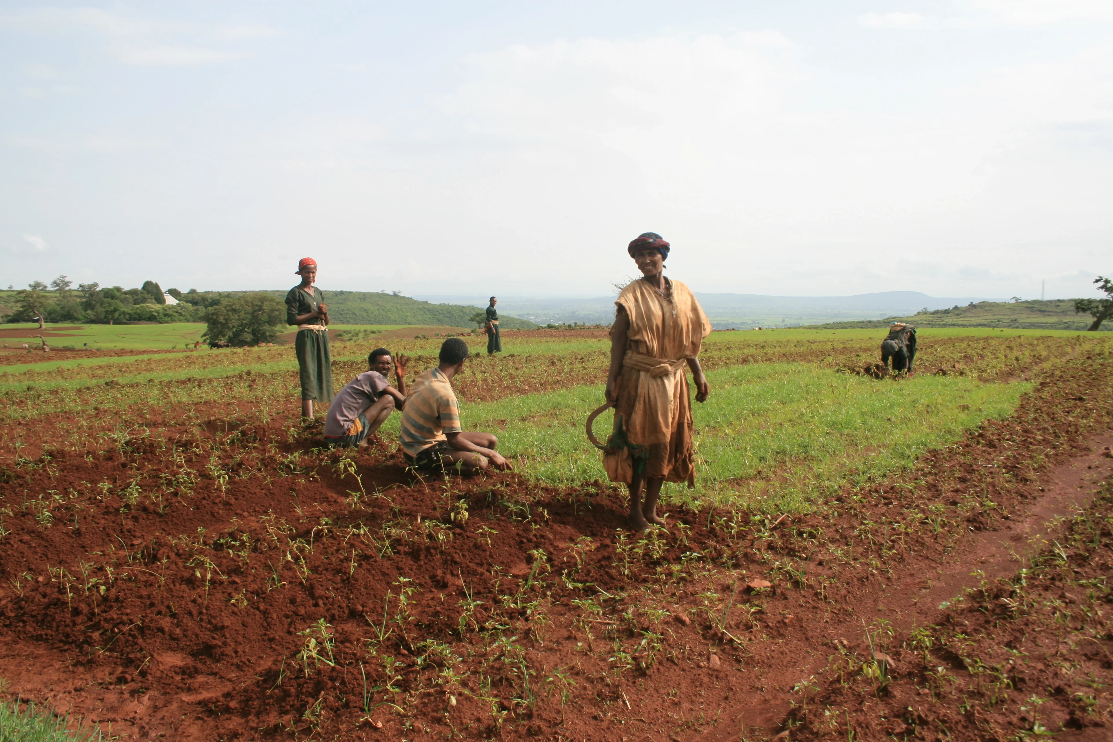 Bed planting in northern Ethiopia
