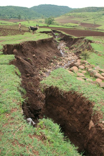 Gullies as a threat for farmers in the Fogera plain (northern Ethiopia)
