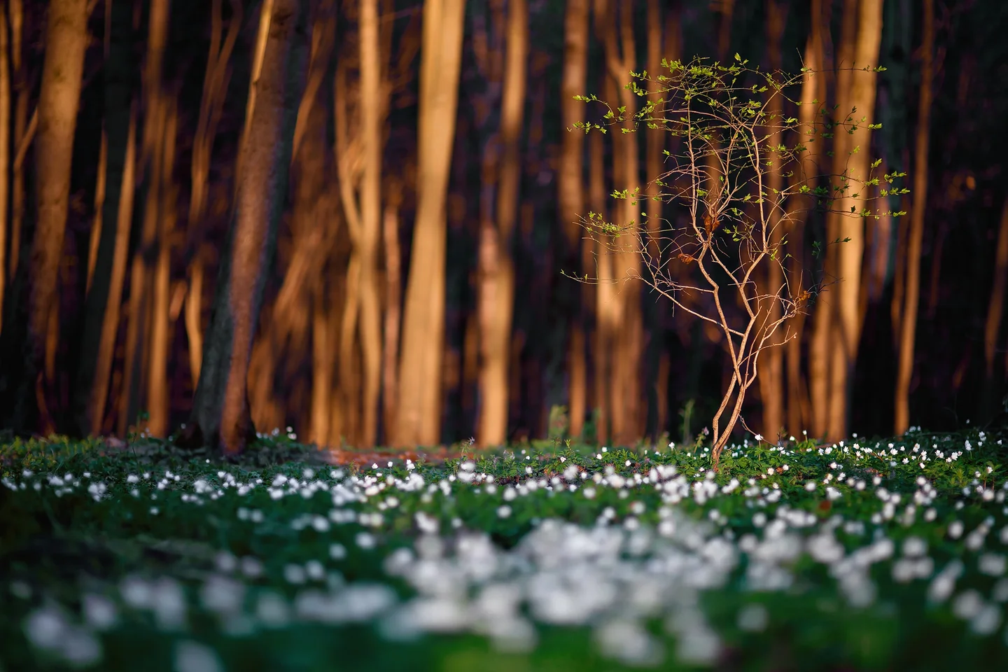 Spring