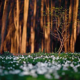 Spring