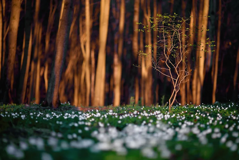 Spring