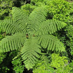 Fern tree