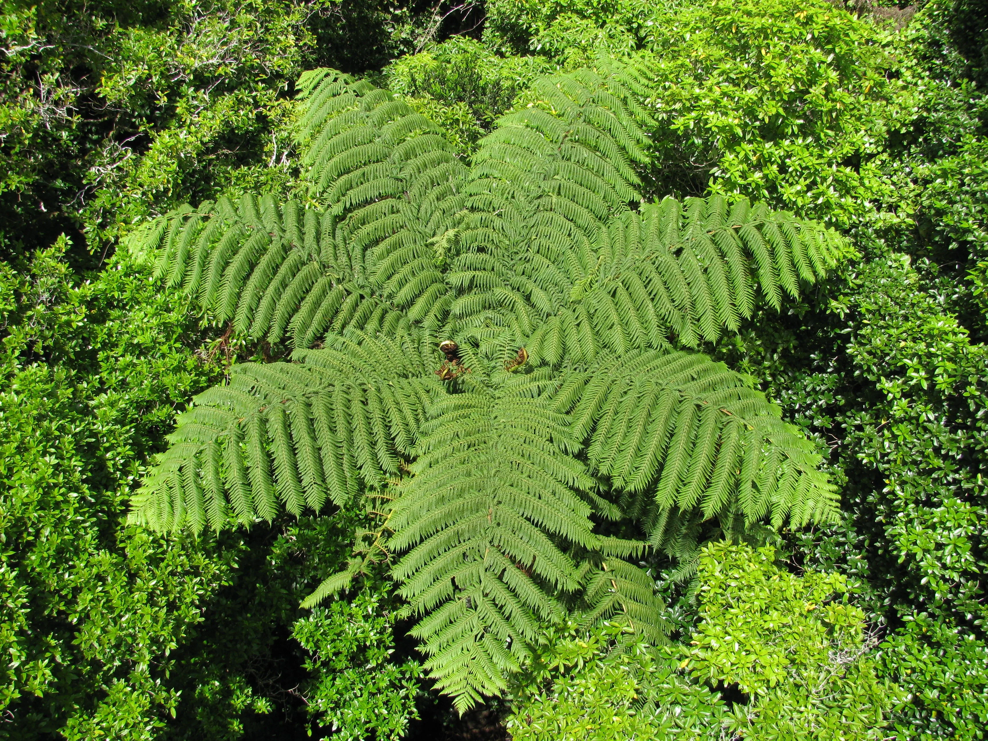 Fern tree