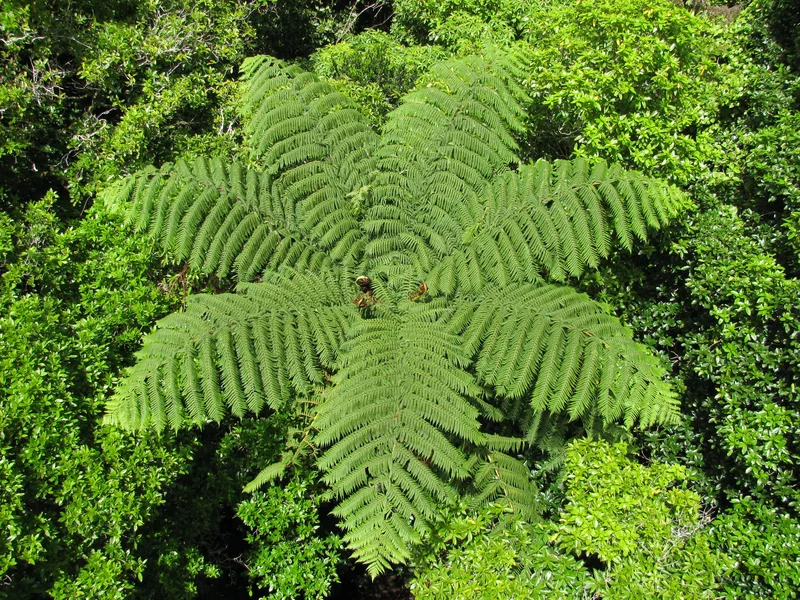 Fern tree