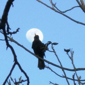 Blackbird singing in the life of night