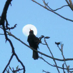 Blackbird singing in the life of night