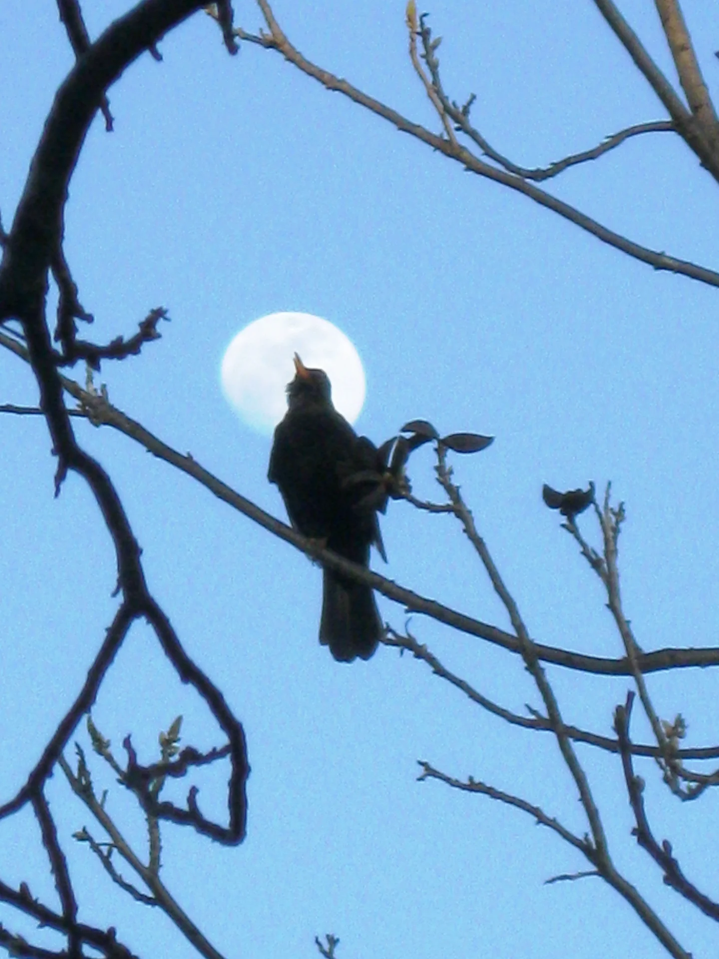 Blackbird singing in the life of night