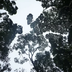 Tall fractals
