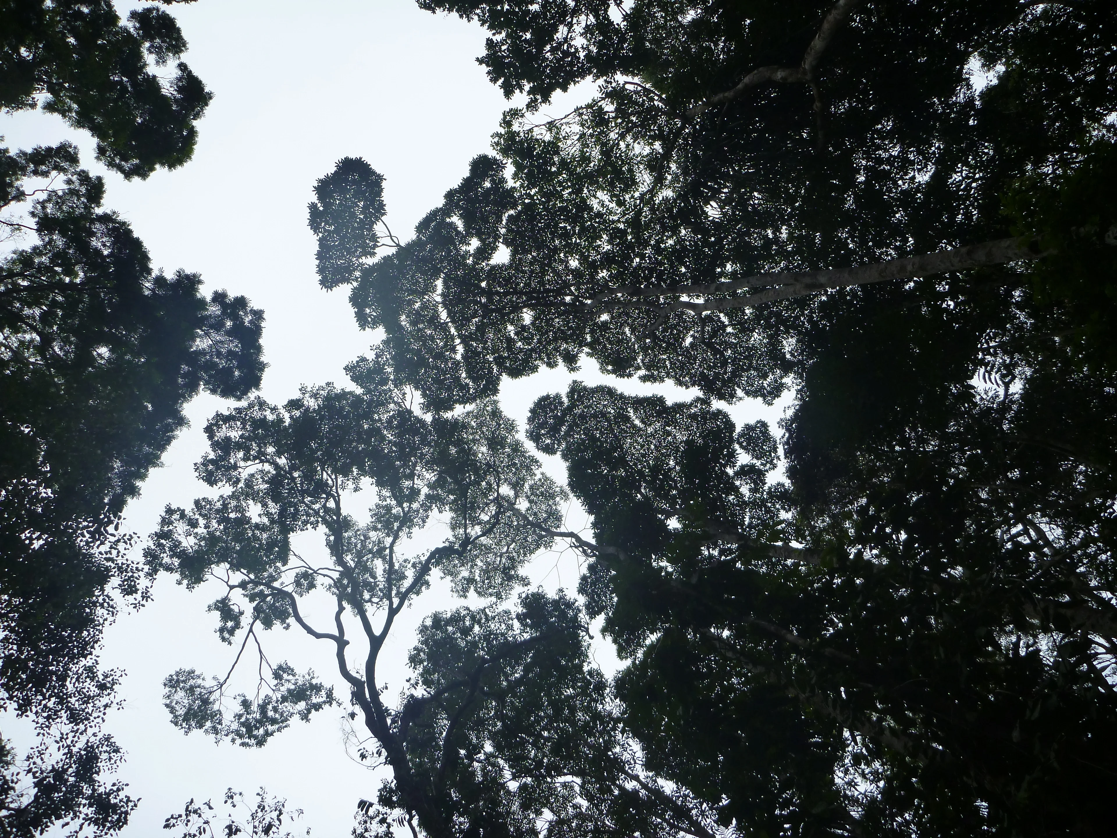 Tall fractals
