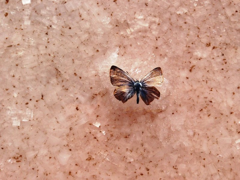 A preserved butterfly in halite crystals
