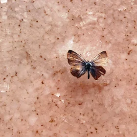A preserved butterfly in halite crystals