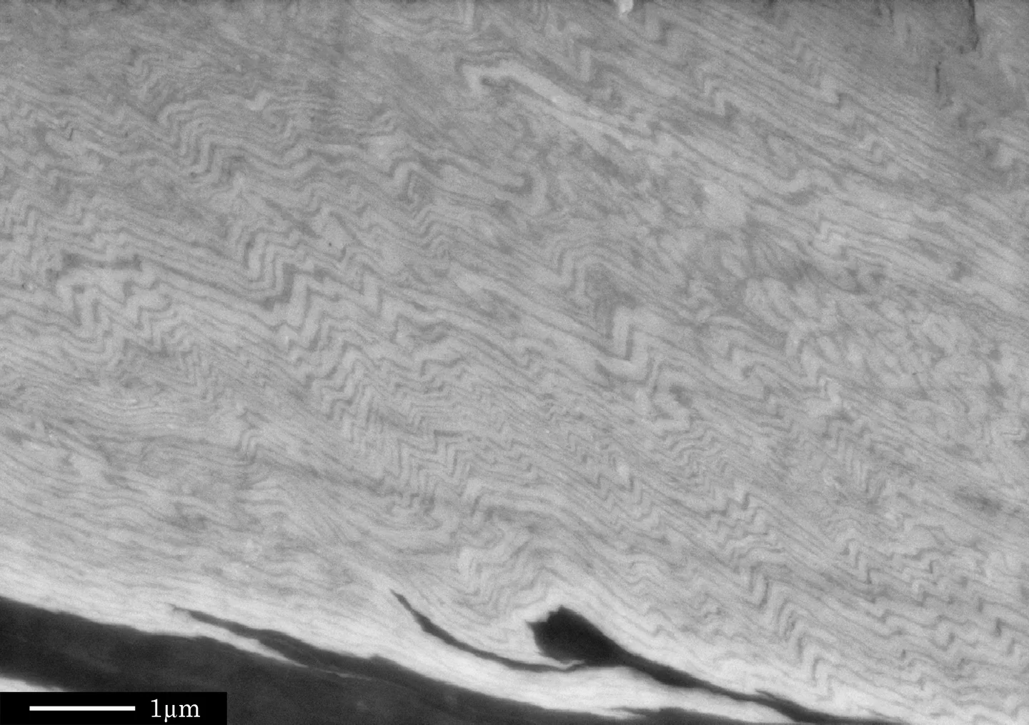 A fold belt within a grain