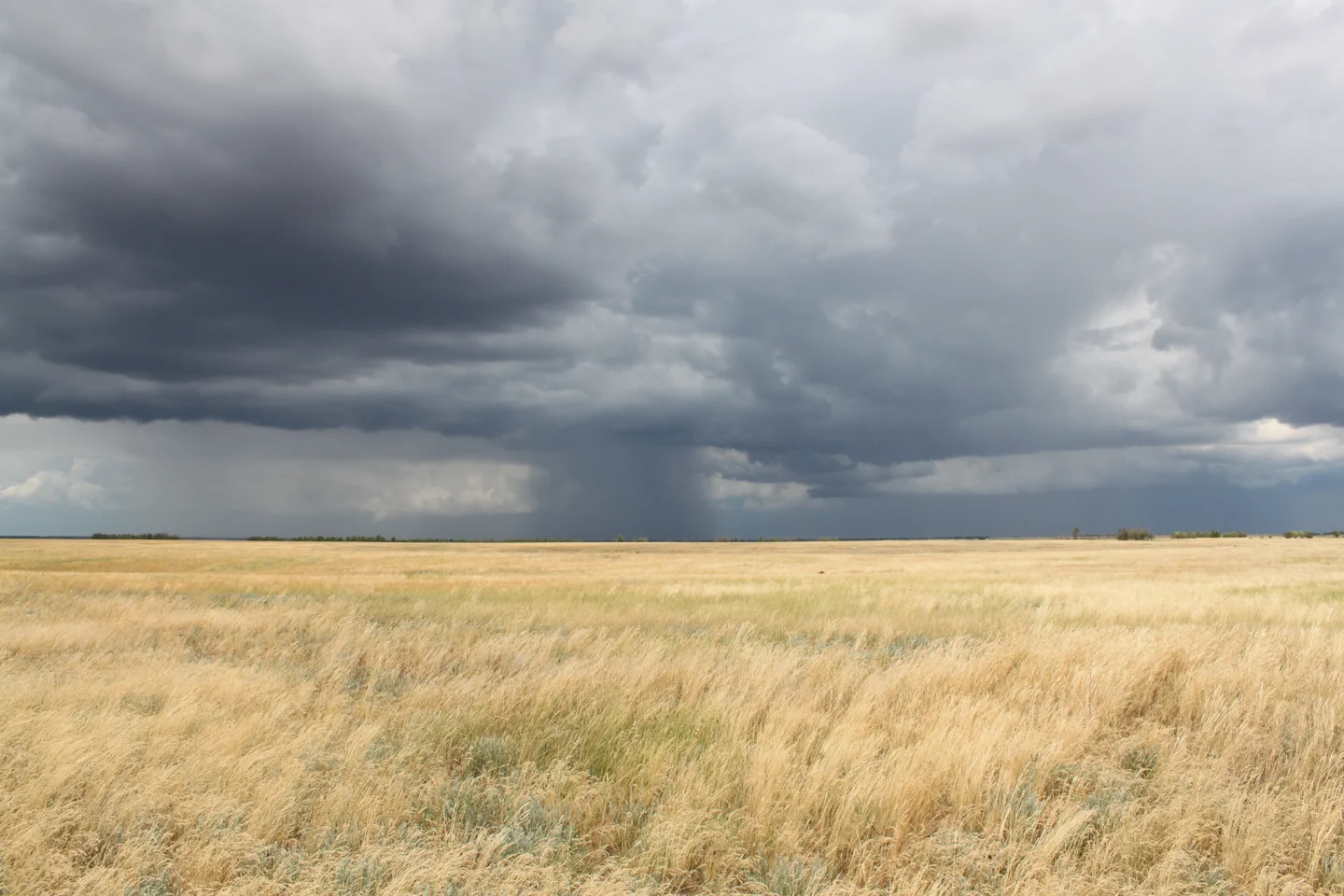 Volgogdrad's steppe