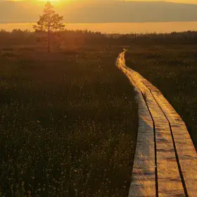 Sunset on the bog