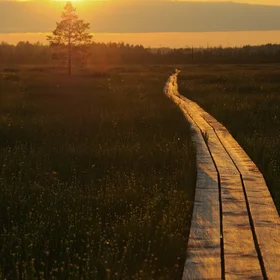 Sunset on the bog