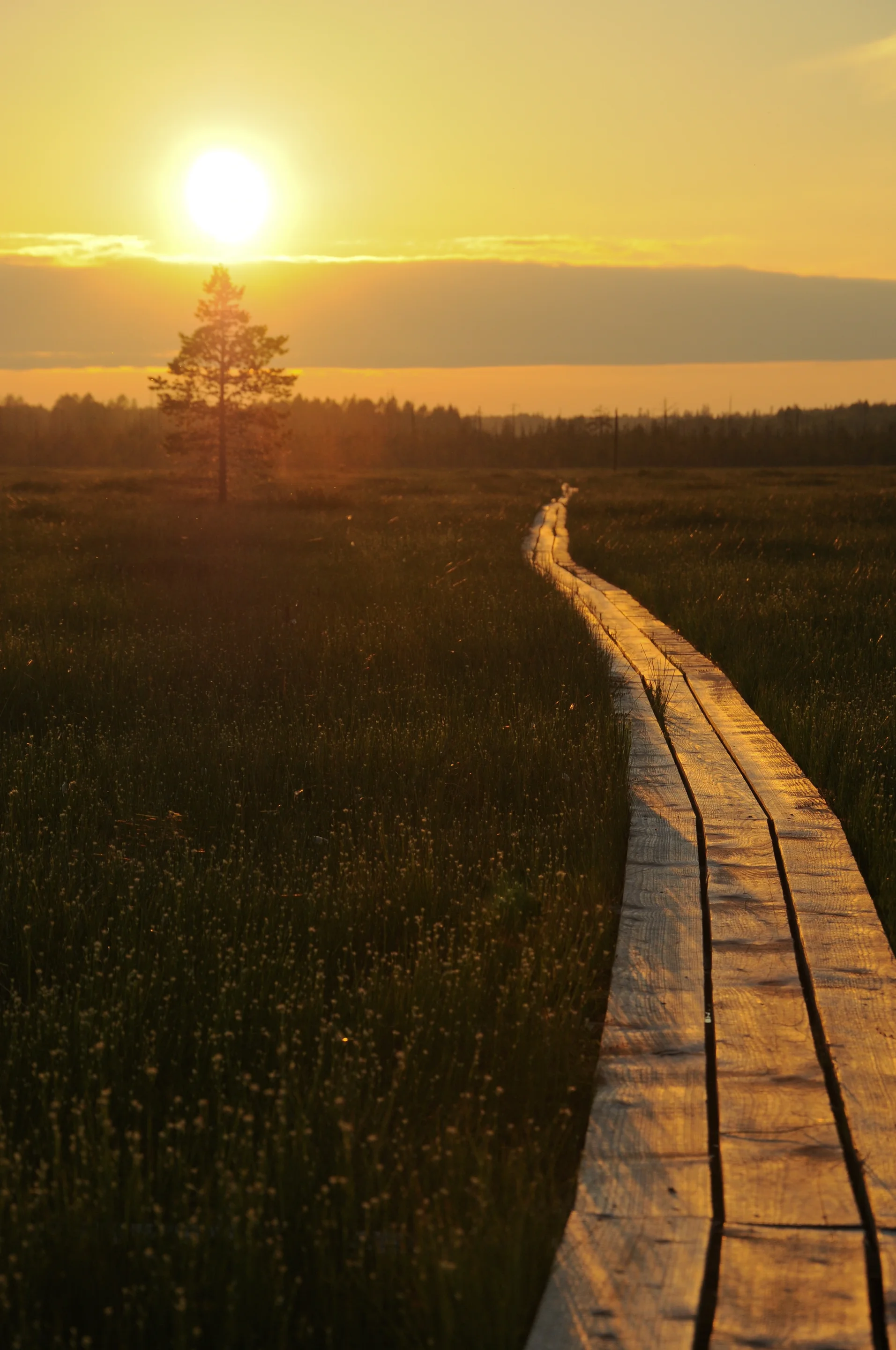 Sunset on the bog
