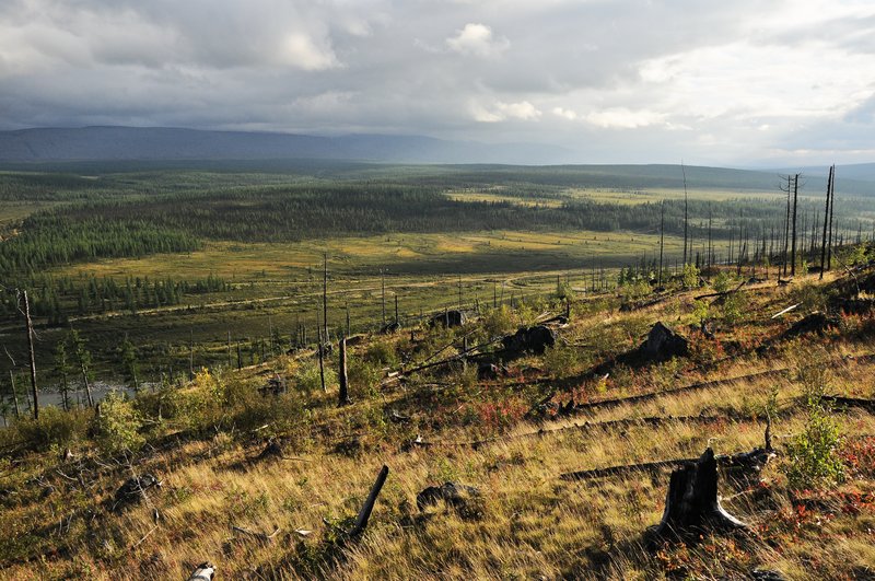 After fire in the subarctic Ural