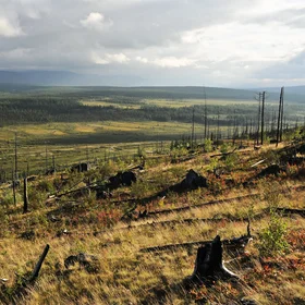 After fire in the subarctic Ural
