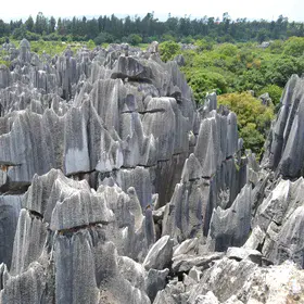 Stone Forest 
