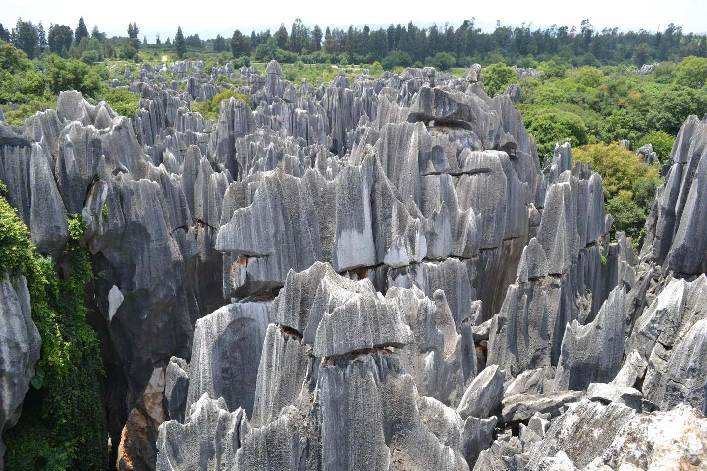 Stone Forest 