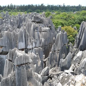 Stone Forest 