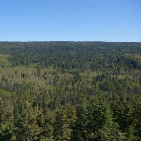 Natural Korean Pine 