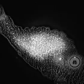 Meteorites-loving microbes: a union after space journey 