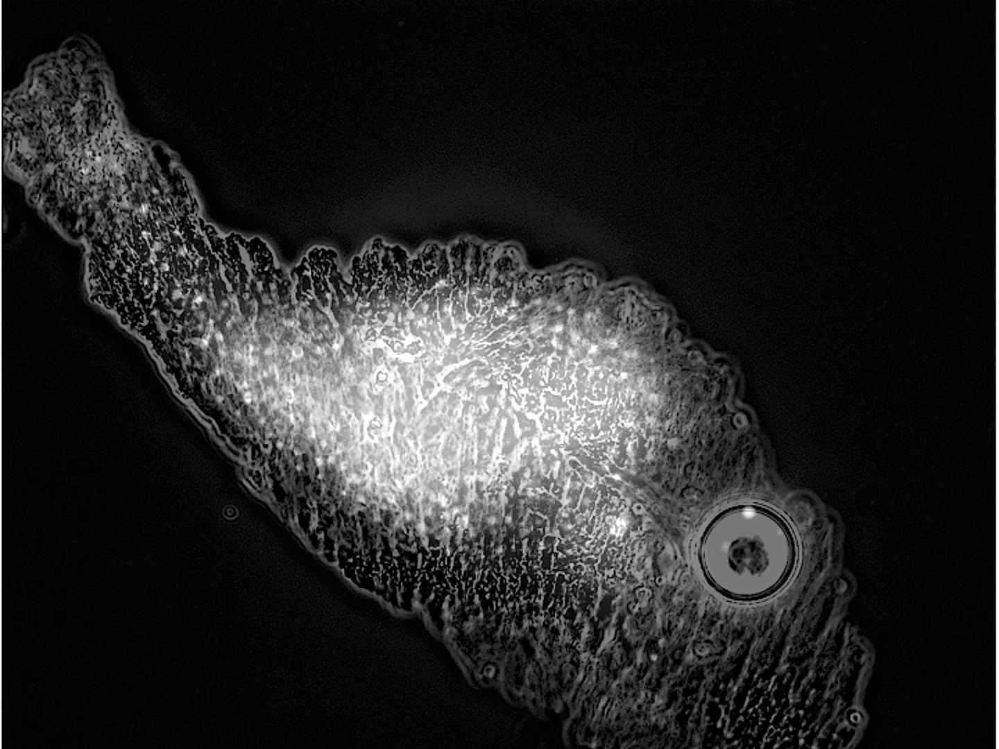 Meteorites-loving microbes: a union after space journey 