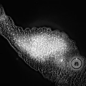 Meteorites-loving microbes: a union after space journey 