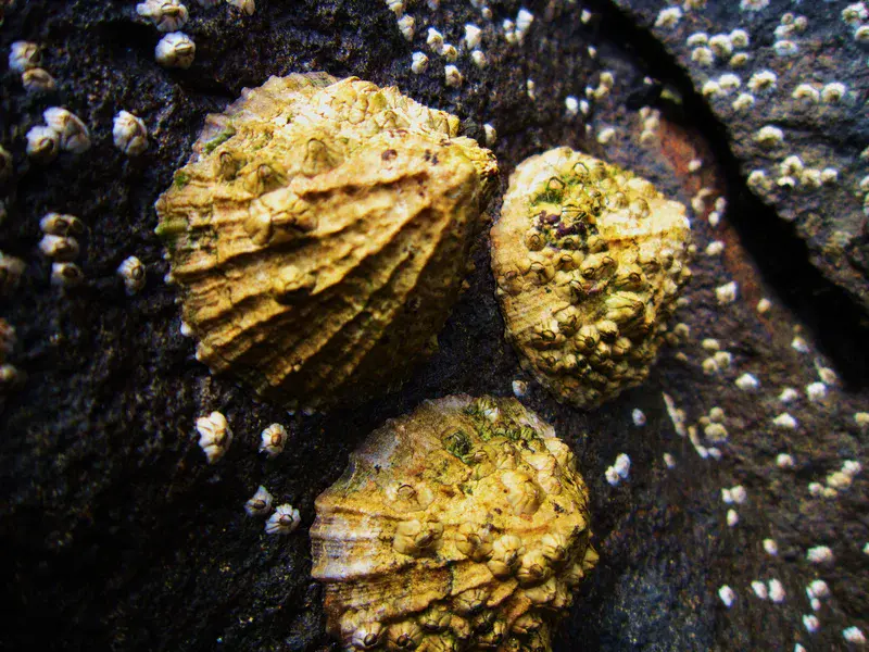 Limpet growth