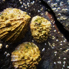 Limpet growth