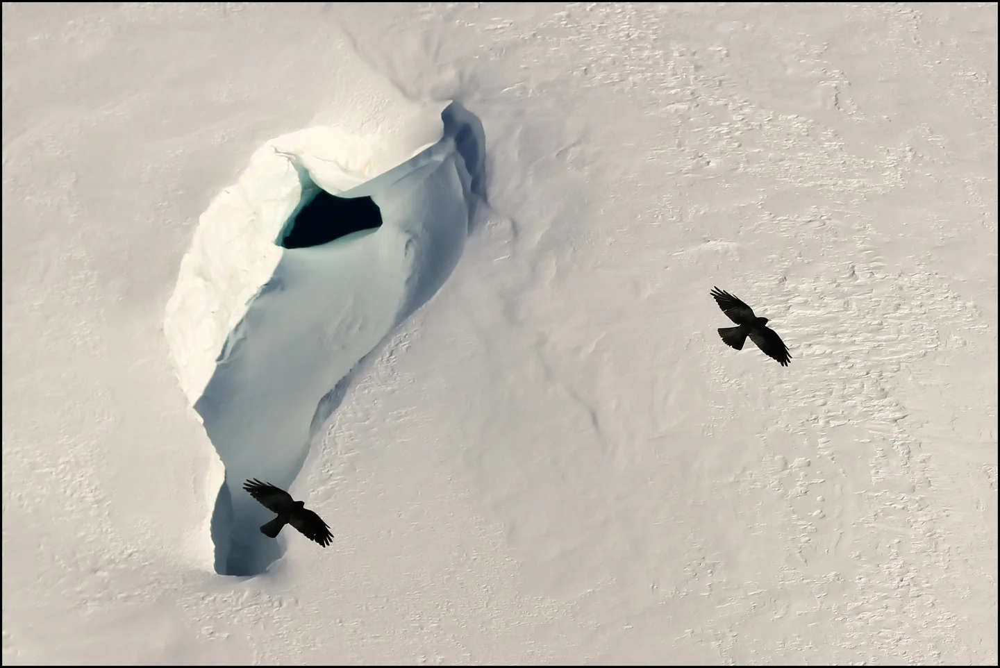 Alpine Choughs over the Aletsch Glacier - Switzerland