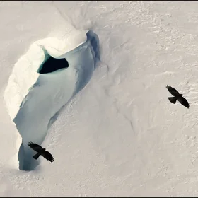 Alpine Choughs over the Aletsch Glacier - Switzerland