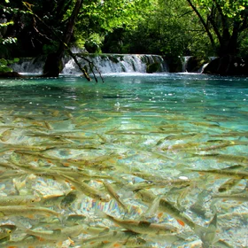 Bustling life at the Plitvice travertine waterfalls