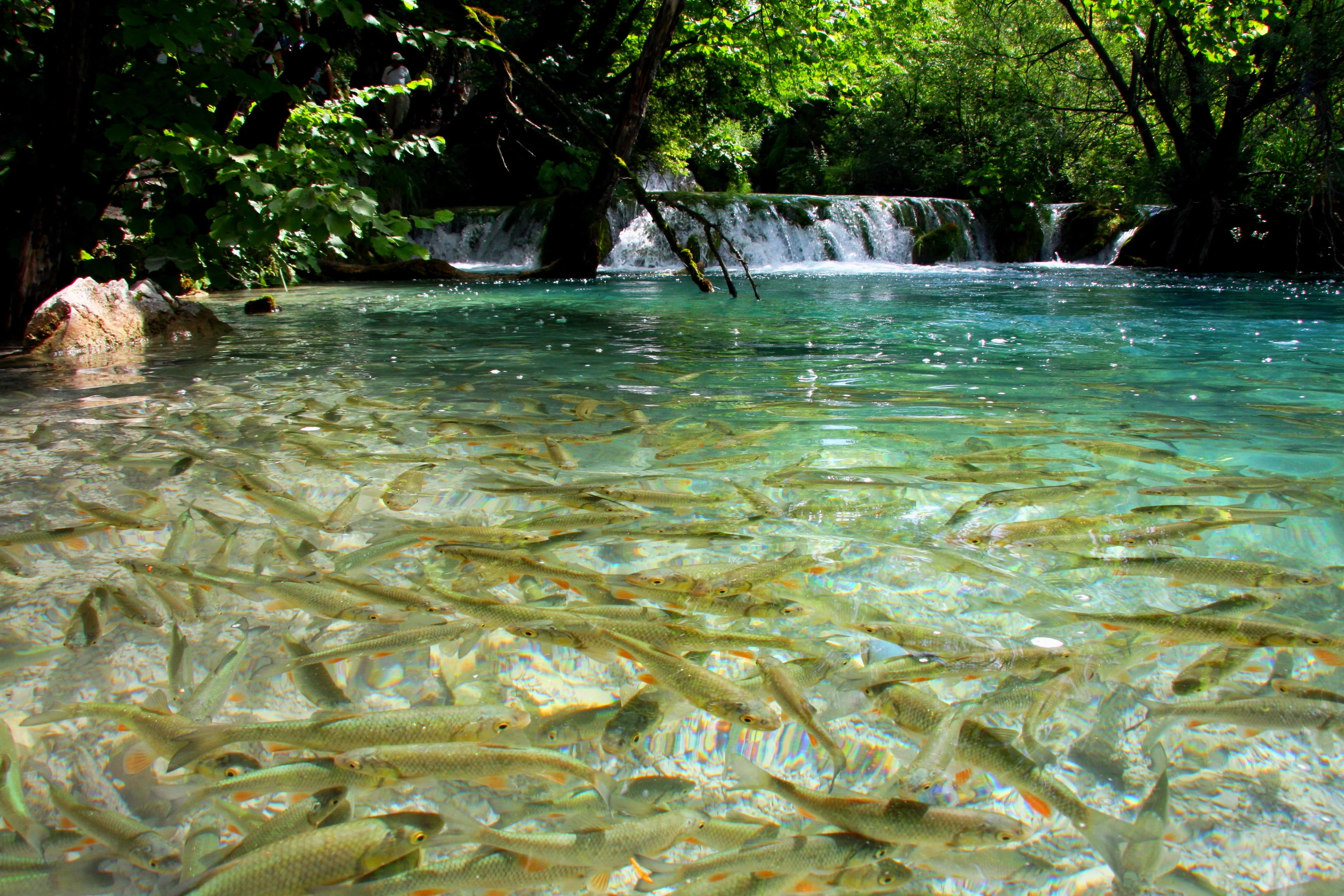 Bustling life at the Plitvice travertine waterfalls