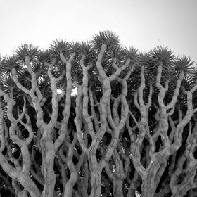 Dracaena Cinnabari [Dragon Blood Tree, Socotra, Yemen]