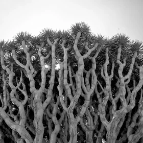 Dracaena Cinnabari [Dragon Blood Tree, Socotra, Yemen]