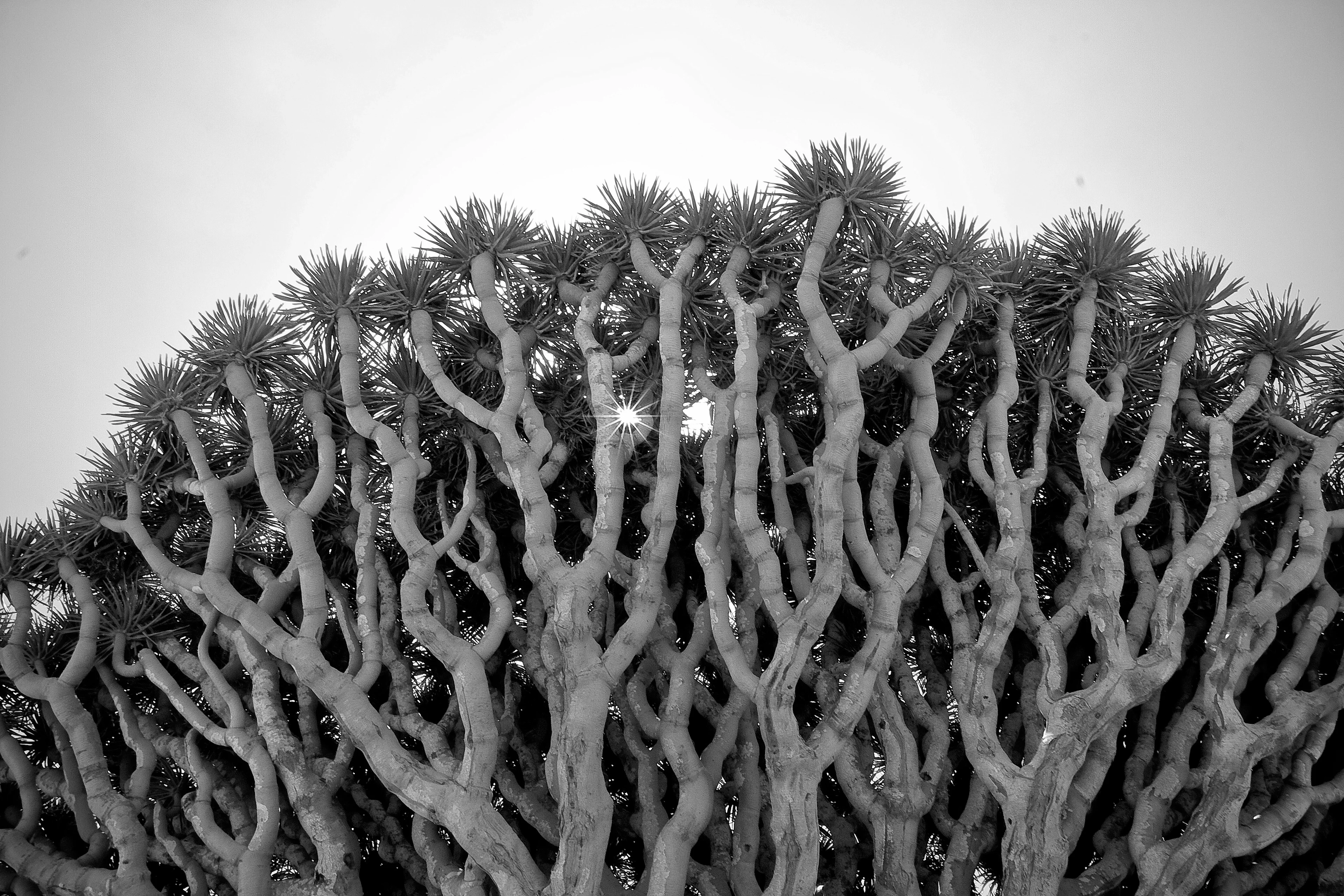 Dracaena Cinnabari [Dragon Blood Tree, Socotra, Yemen]