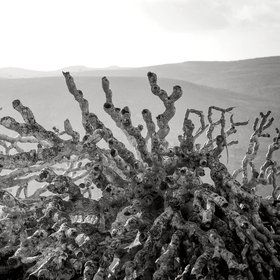 The dead branches of the Dragon Blood Tree [Dracaena Cinnabari, Socotra, Yemen]