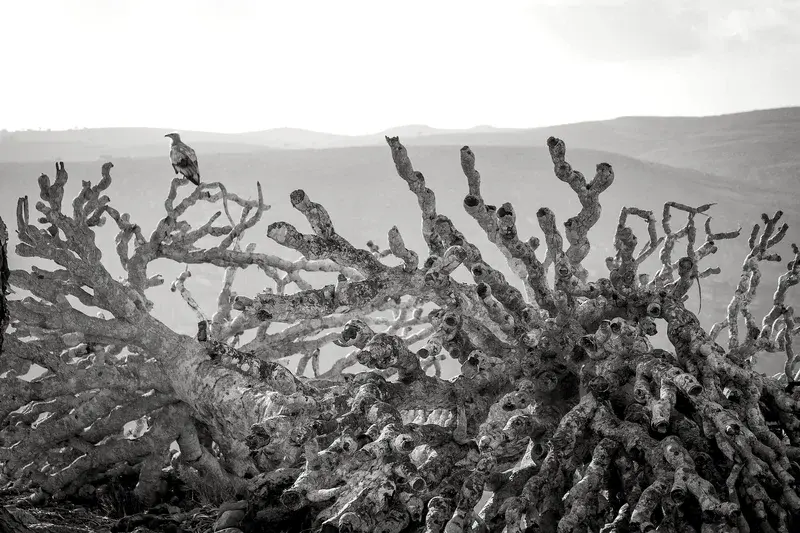 The dead branches of the Dragon Blood Tree [Dracaena Cinnabari, Socotra, Yemen]