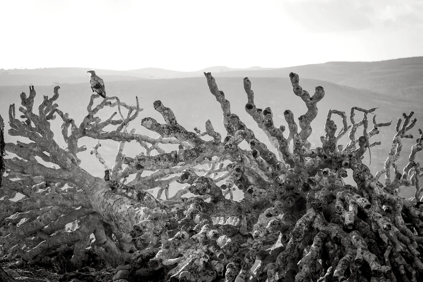 The dead branches of the Dragon Blood Tree [Dracaena Cinnabari, Socotra, Yemen]